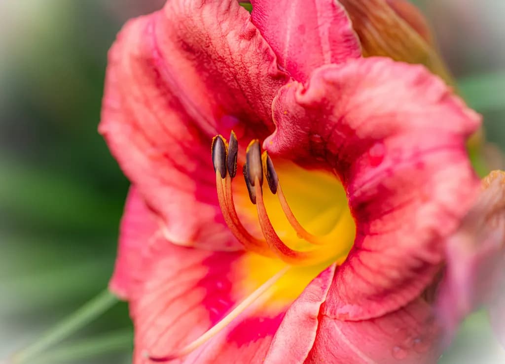 Topaz Blossom Close-up