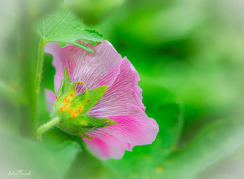 Pink Flower Close-Up