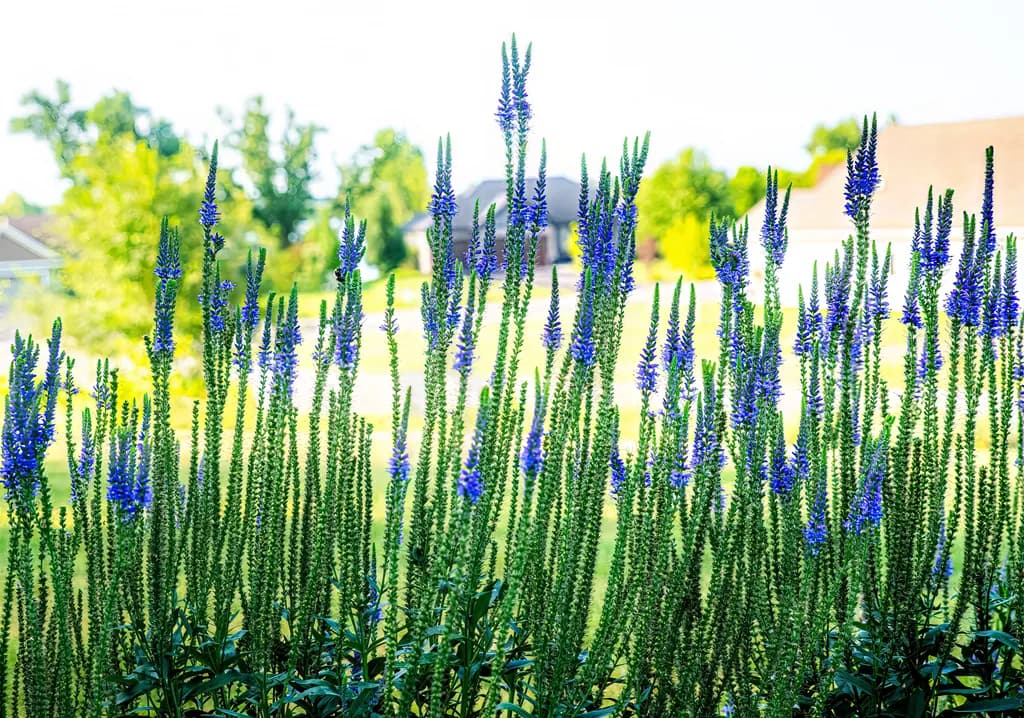 Topaz Blue Flowers