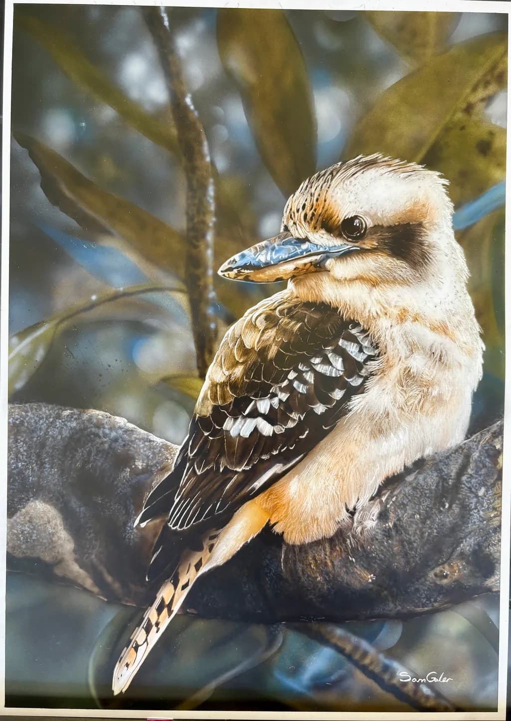 Perched Kookaburra