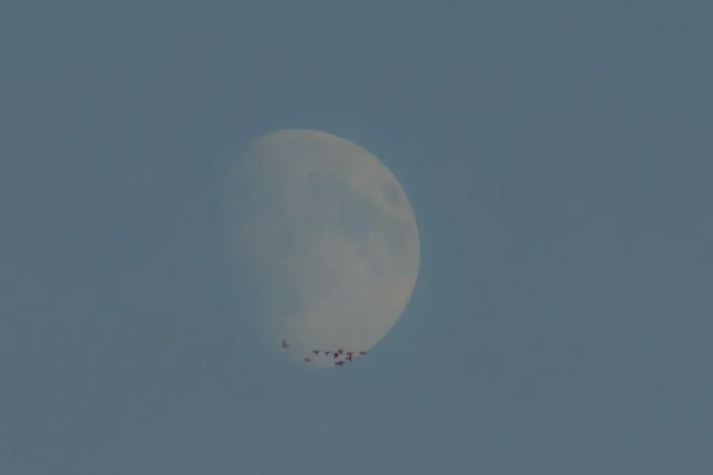 Moonbound Flight