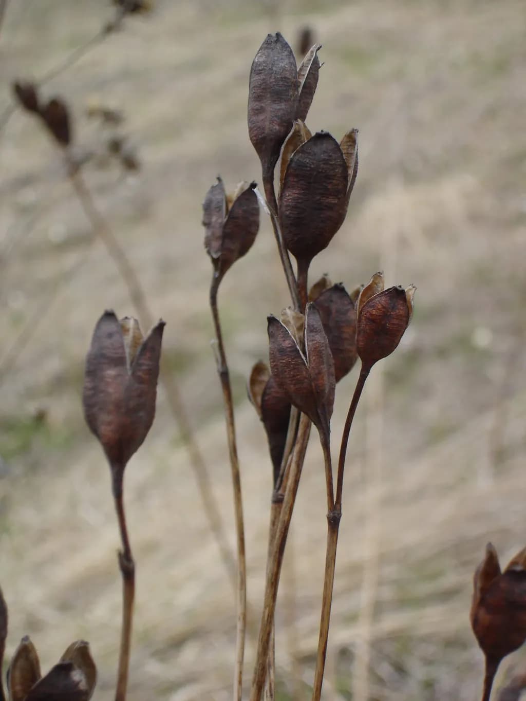 Weathered Seedpods