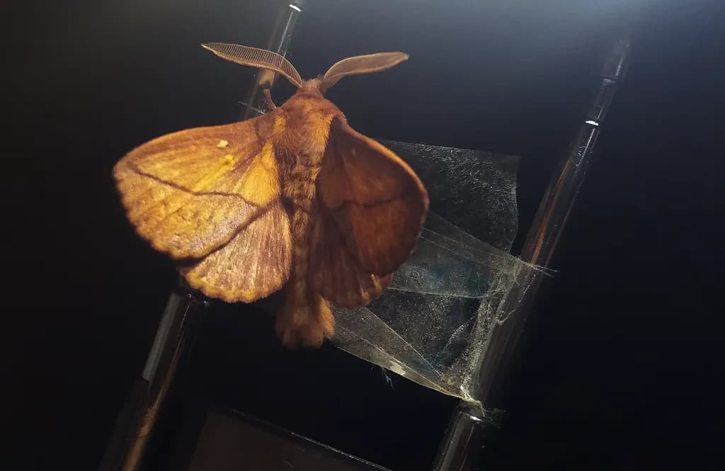 Golden Moth Drift