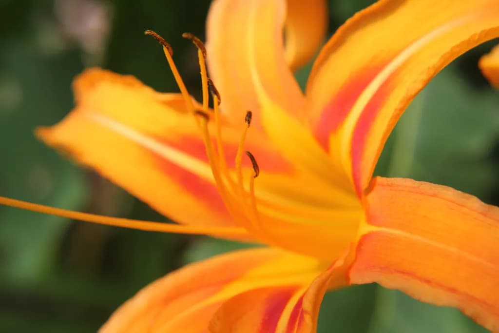 Tigerlily Macro