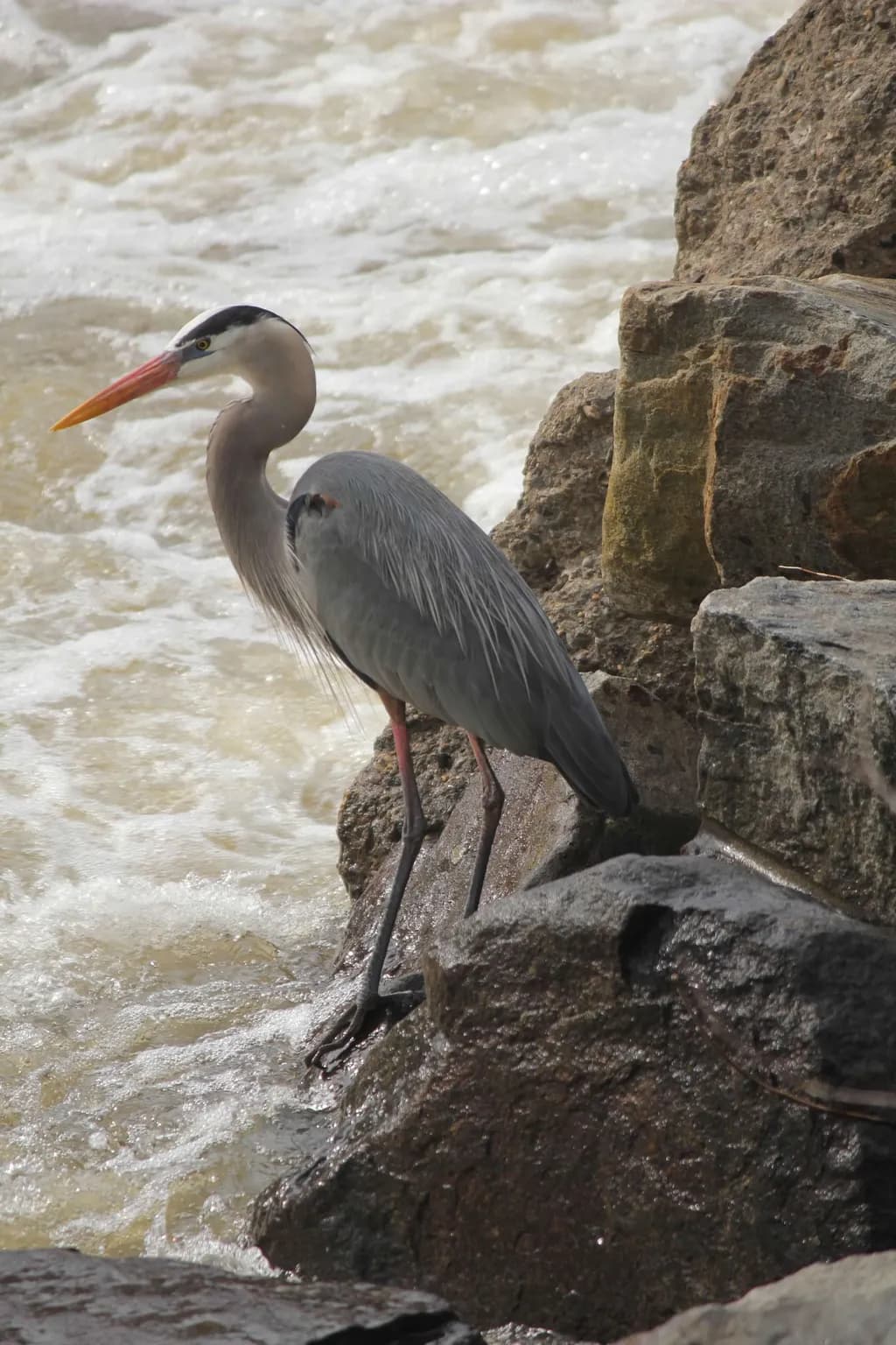 Riverbank Heron