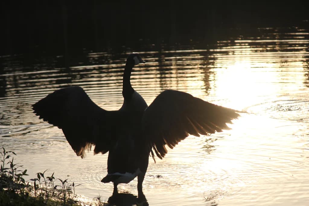 Bellevue Goose Silhouette