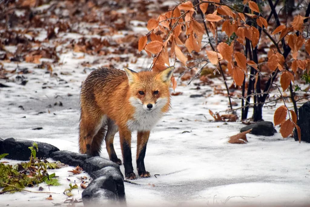 Frozen Fox