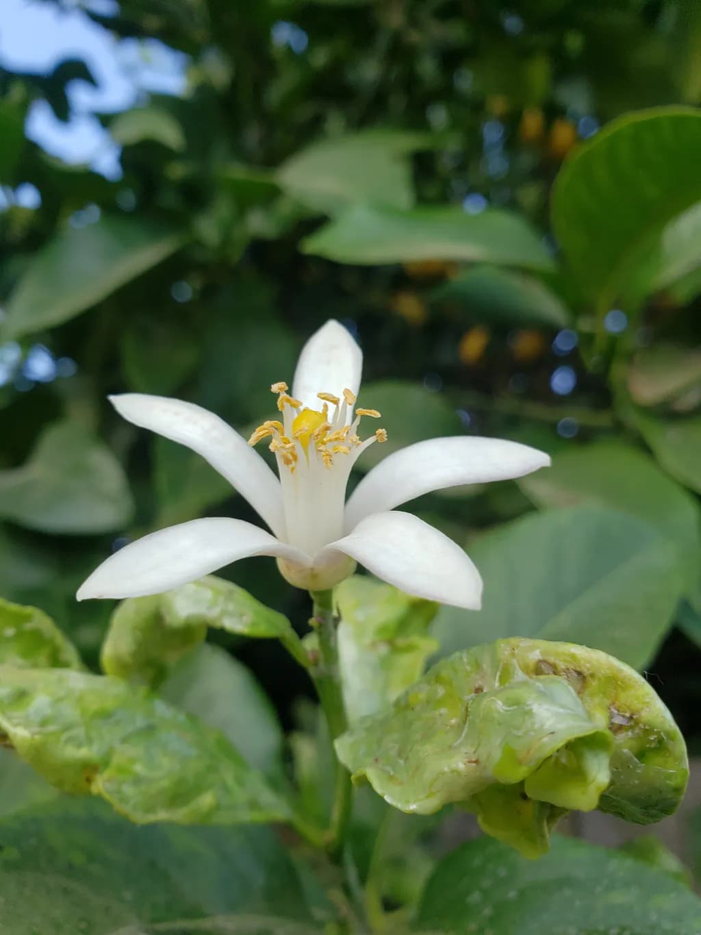 Lemon Blossom