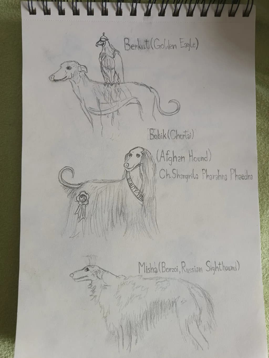 Canine Companions and Eagle