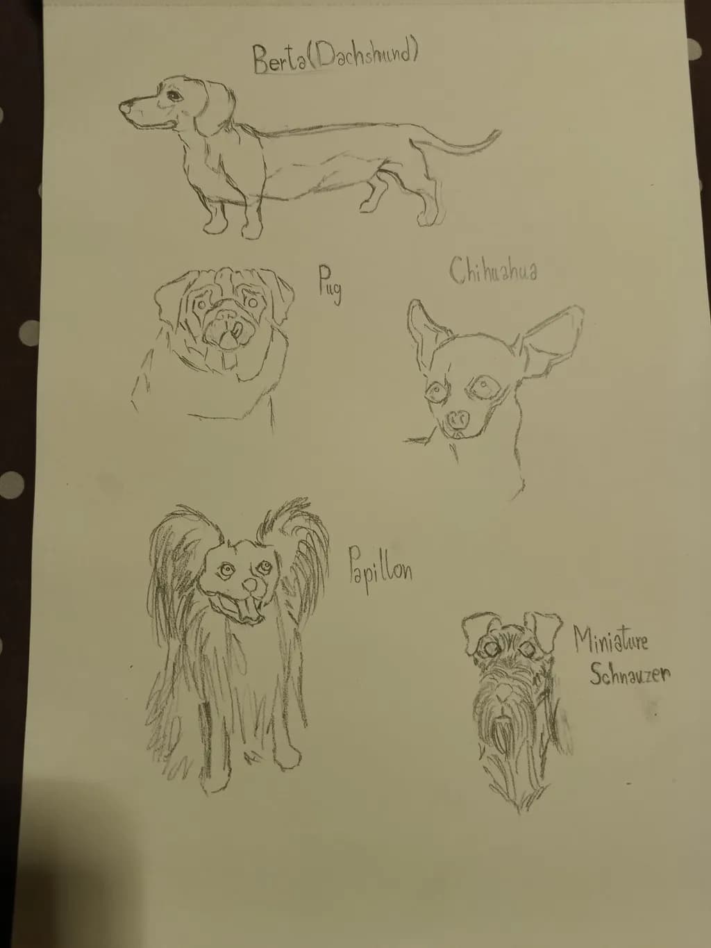 Five Dog Breeds Study