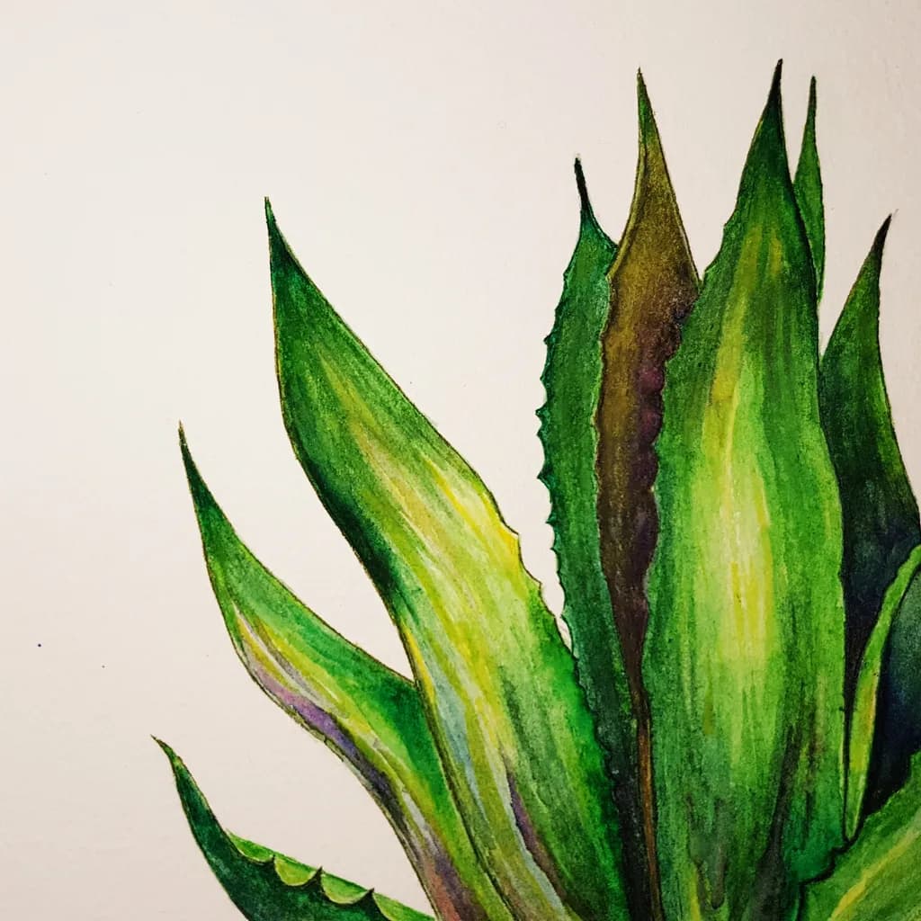 Spiky Succulent Leaves