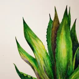 Spiky Succulent Leaves