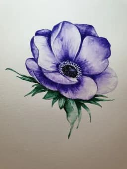 Violet Anemone