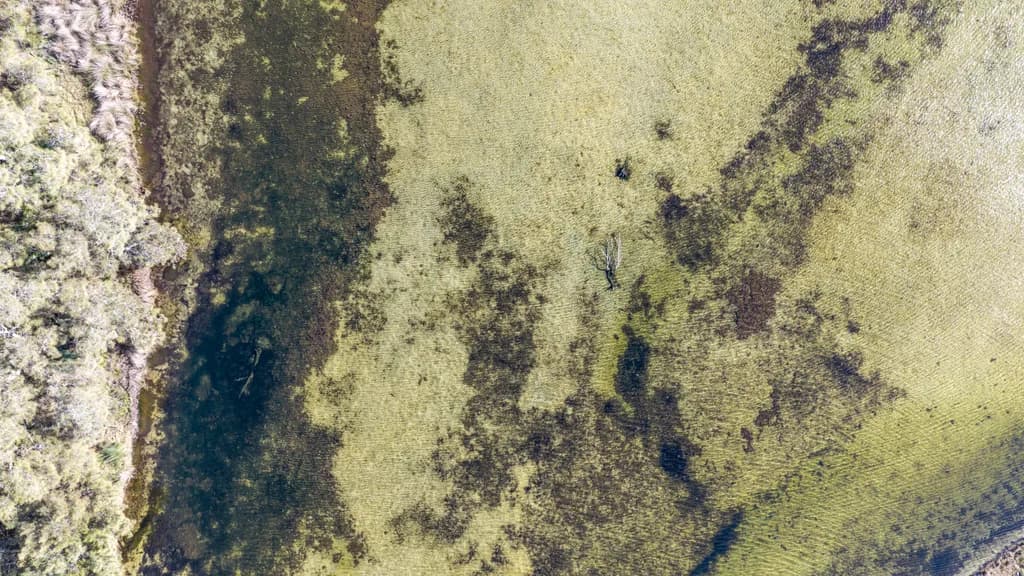 Marshland Patterns