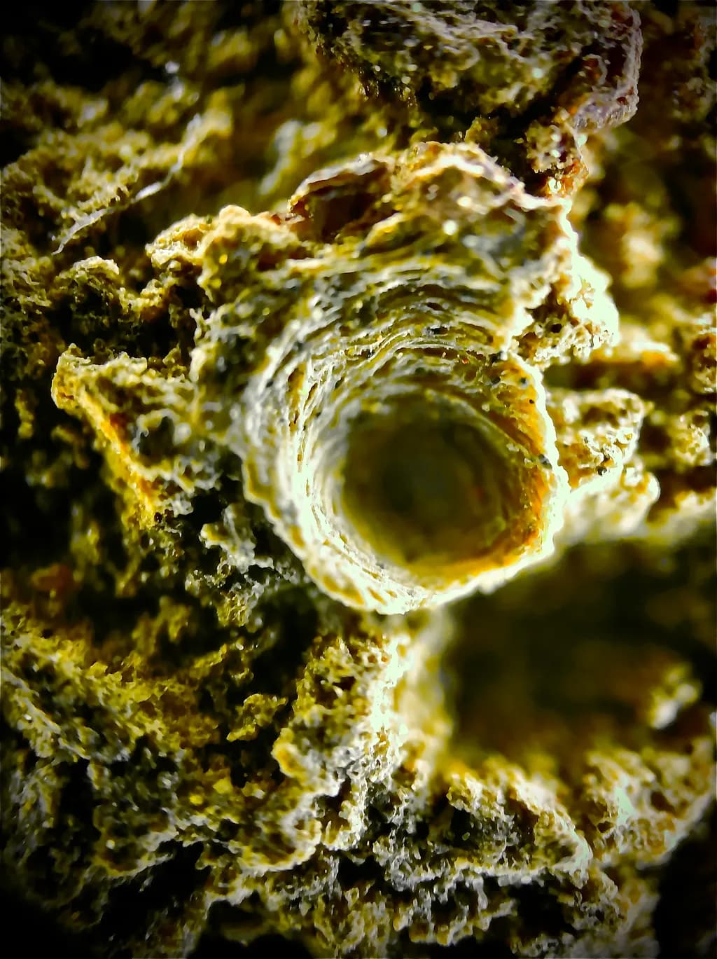 Fossil Depths