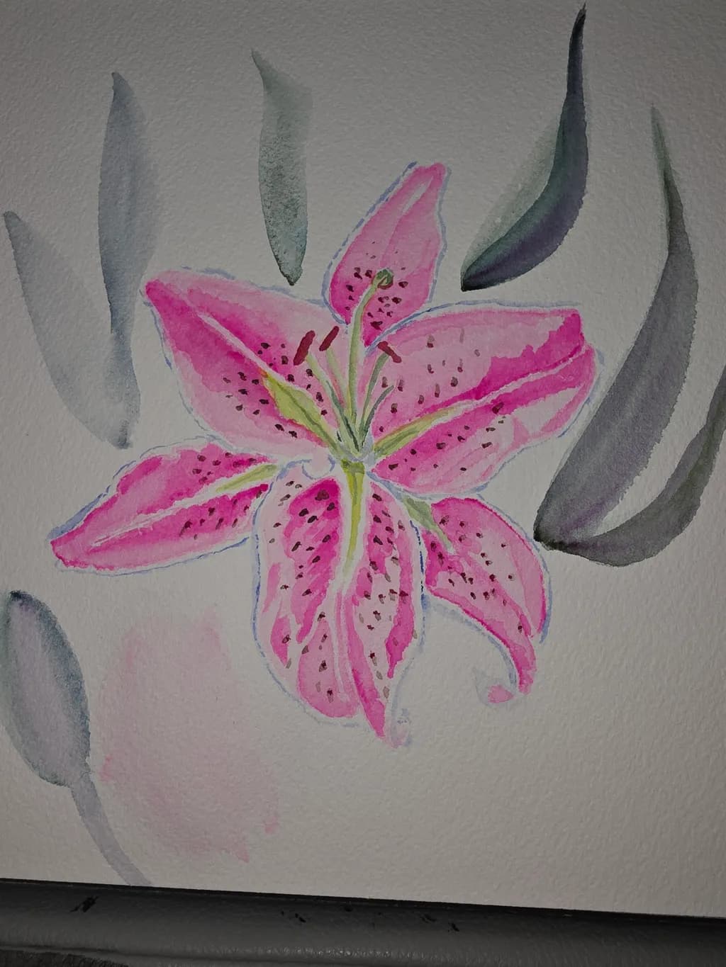 Pink Stargazer