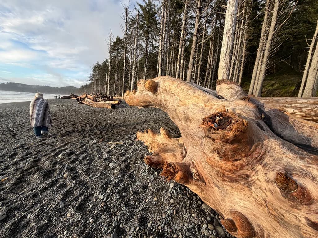 Driftwood Forest Beach