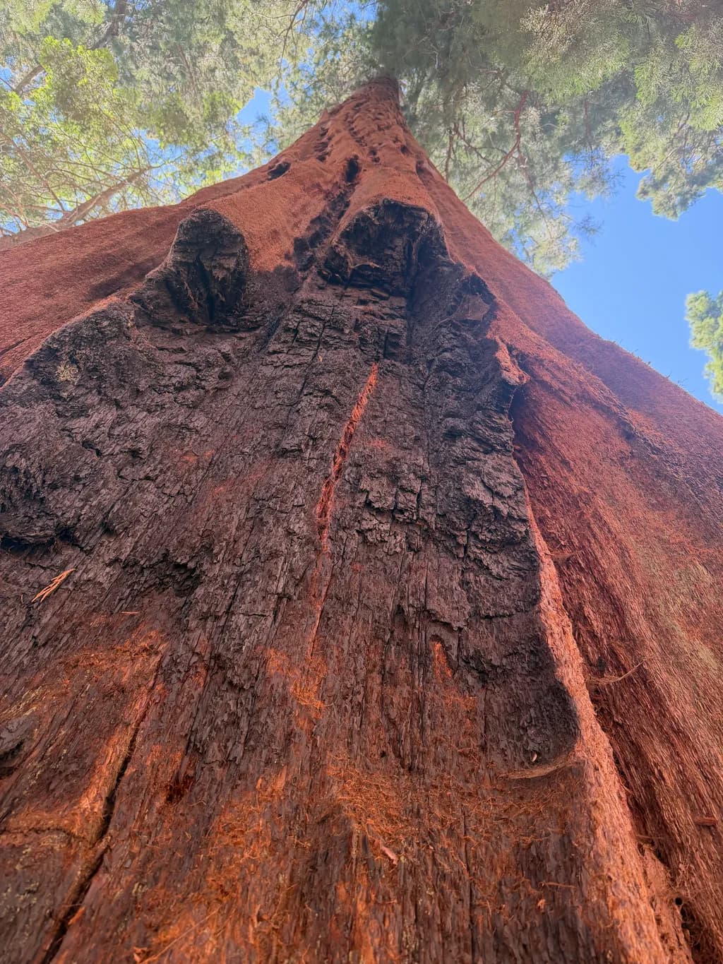 Redwood Bark Tower
