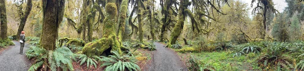 Mossy Forest Trail