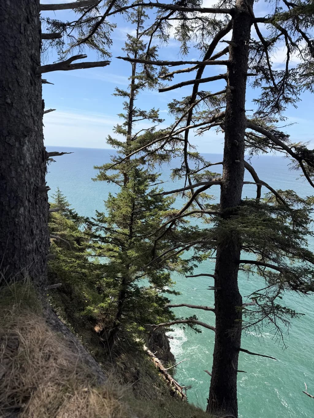 Coastal Cliff Pines