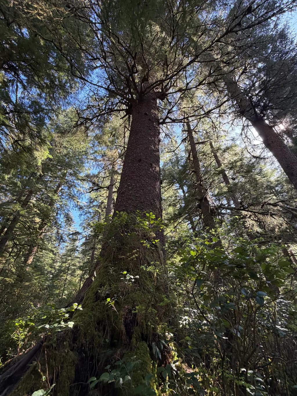 Tall Woodland Tree