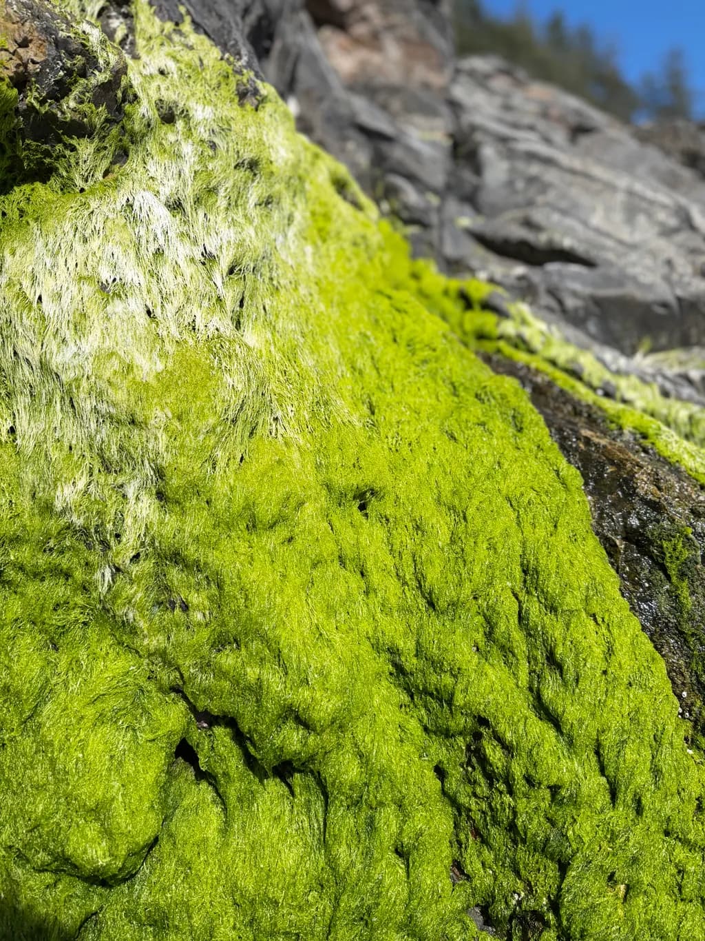 Mossy Rock Texture
