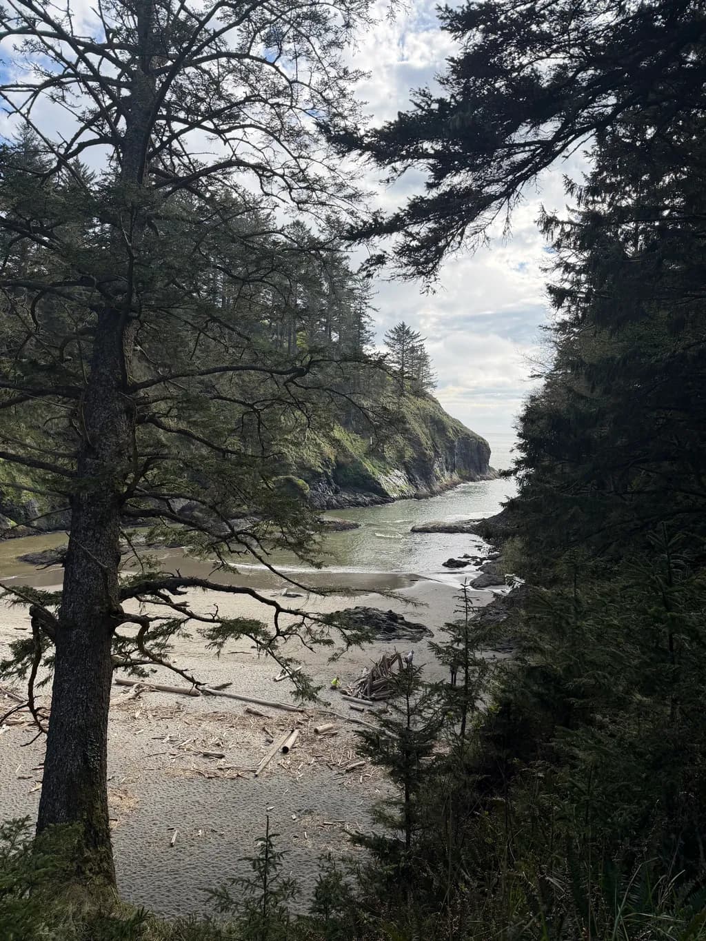 Forest Cove View