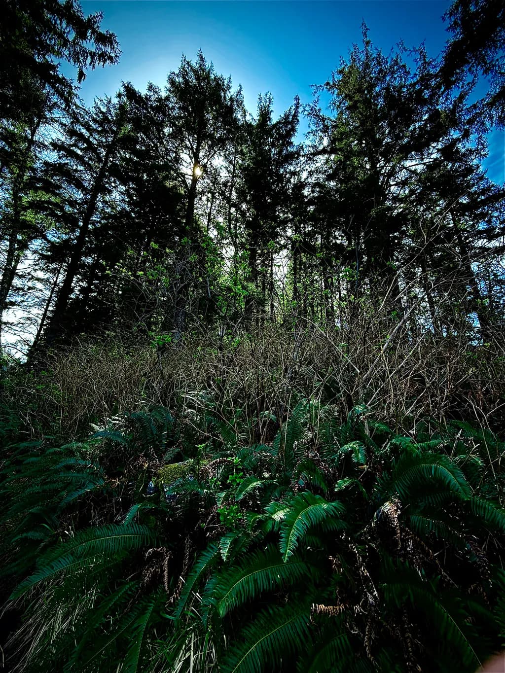 Forest Ferns Underlight
