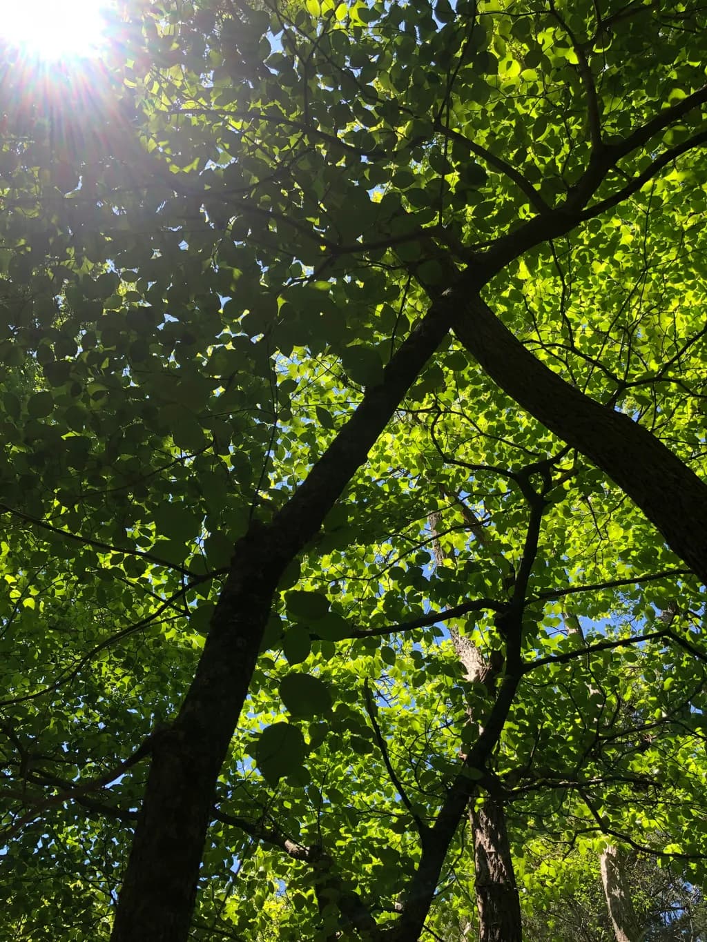Sunlit Canopy