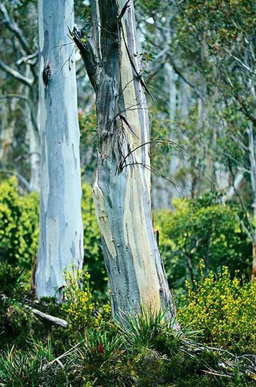 Silver Bark Trees