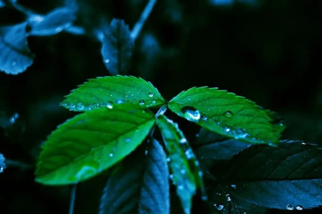 Midnight Dew