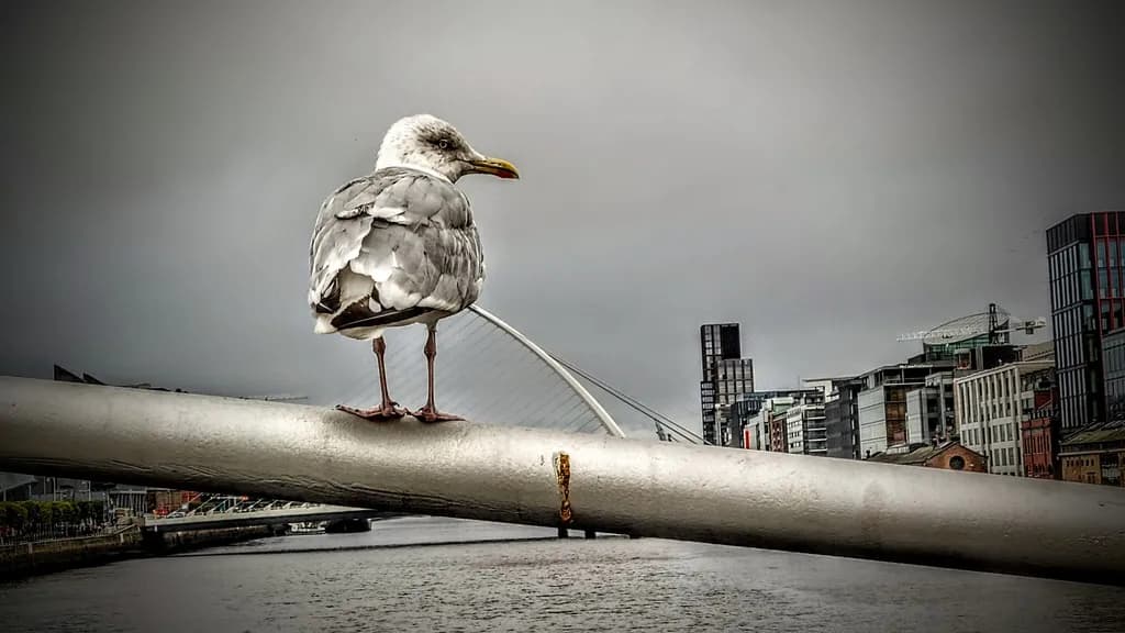 Riverwatch Sentinel