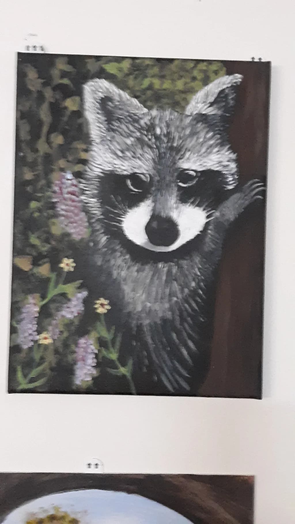 Curious Raccoon
