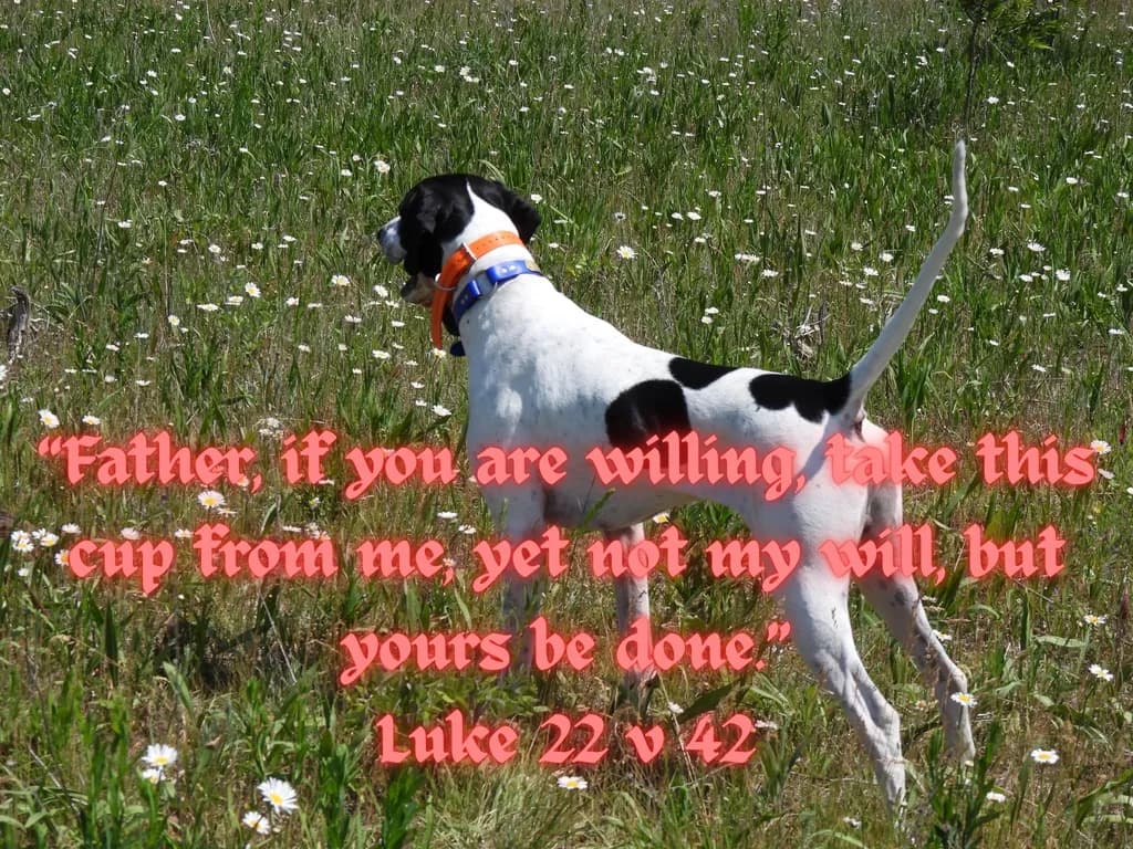 Father, If You Are Willing