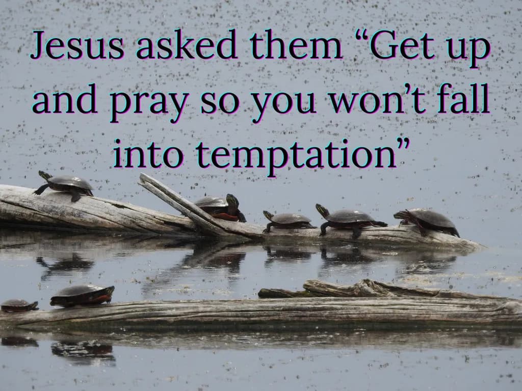 Jesus Asked Them