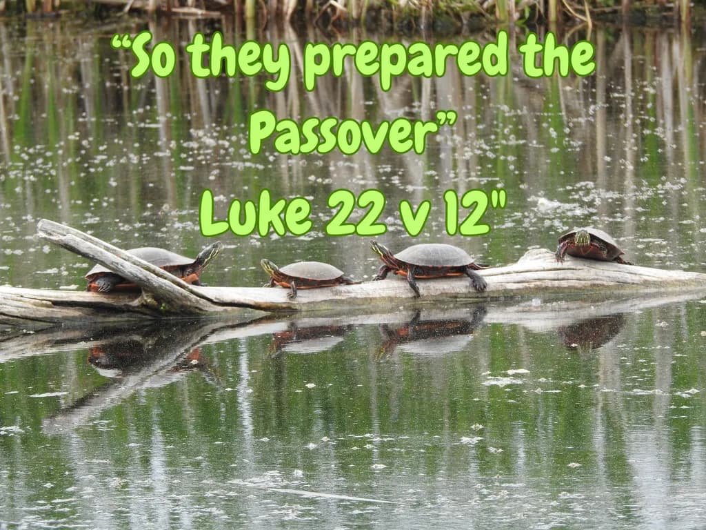 So They Prepared the Passover