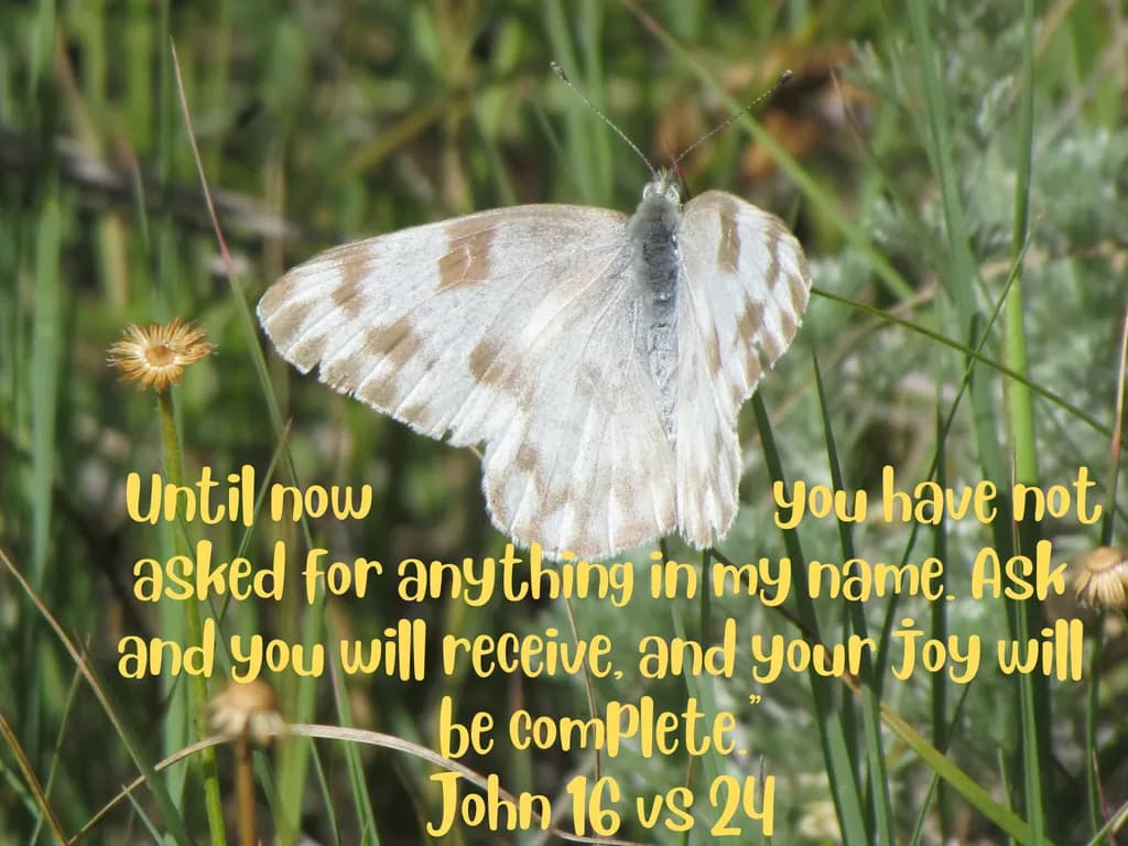 Complete Joy