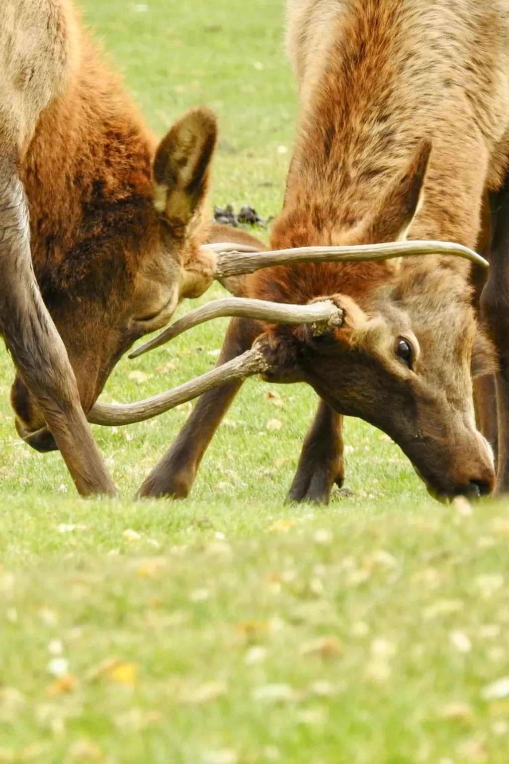 Antler Clash