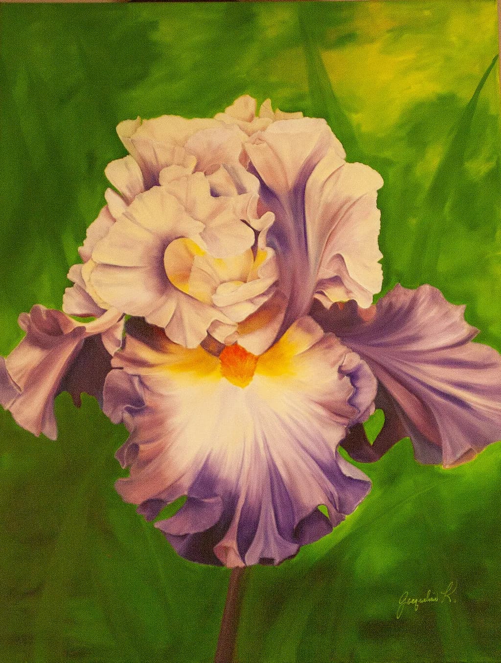 Fancy Pants Iris
