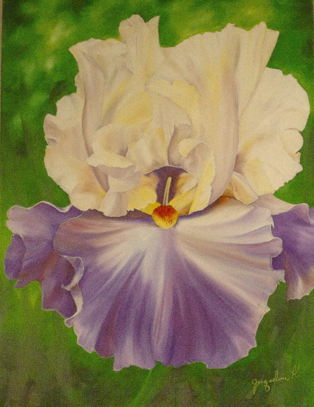 White & Lavender Iris