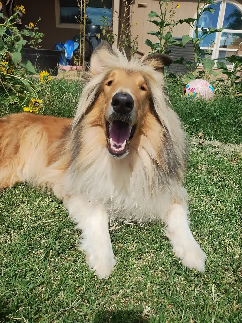 Charlotte Happy