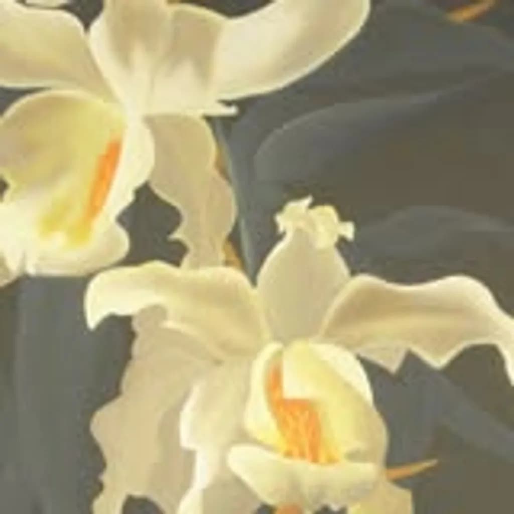 Orchid Glow