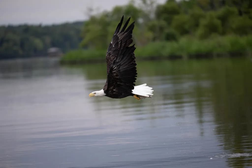 Eagle in Flight