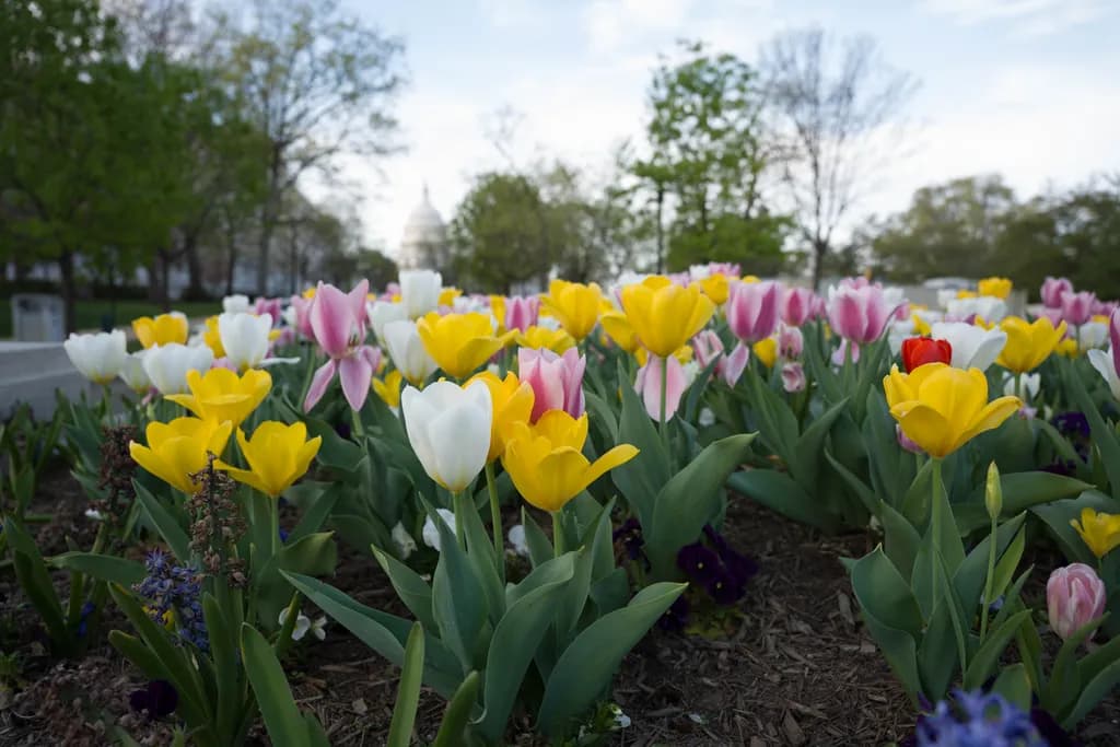 Capitol Blooms