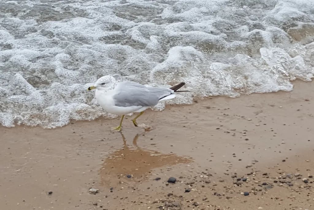 Seagull Strut
