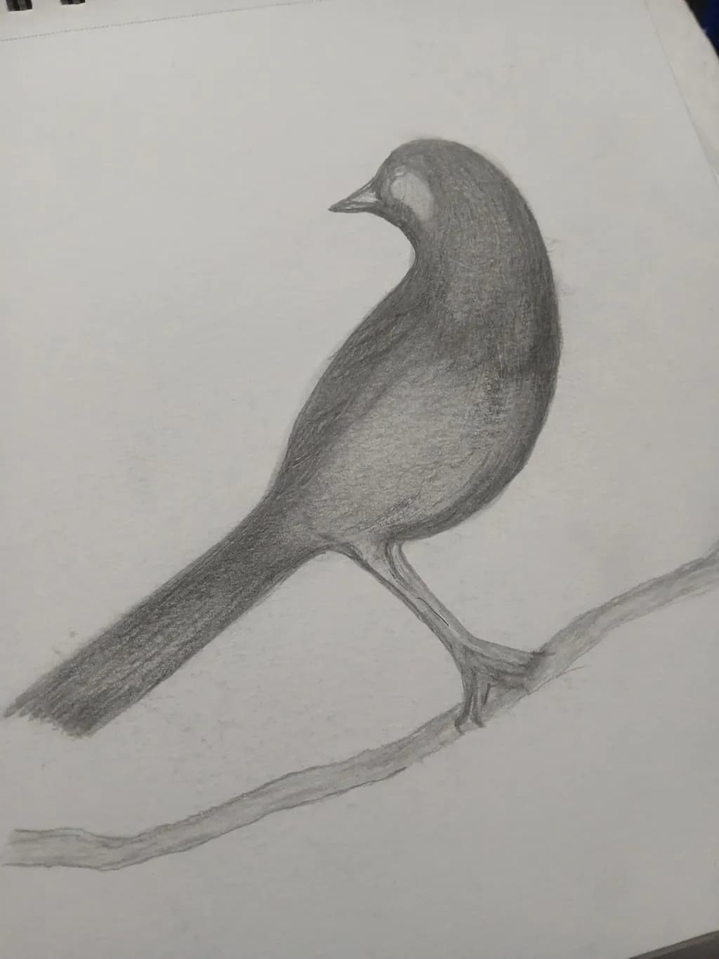 Perched Study