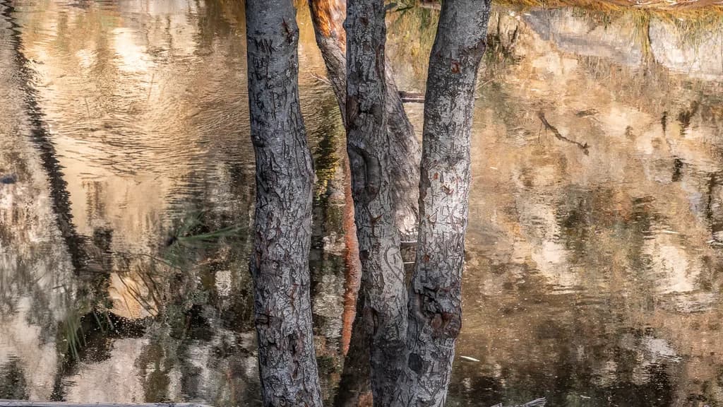 River Birch Reflections