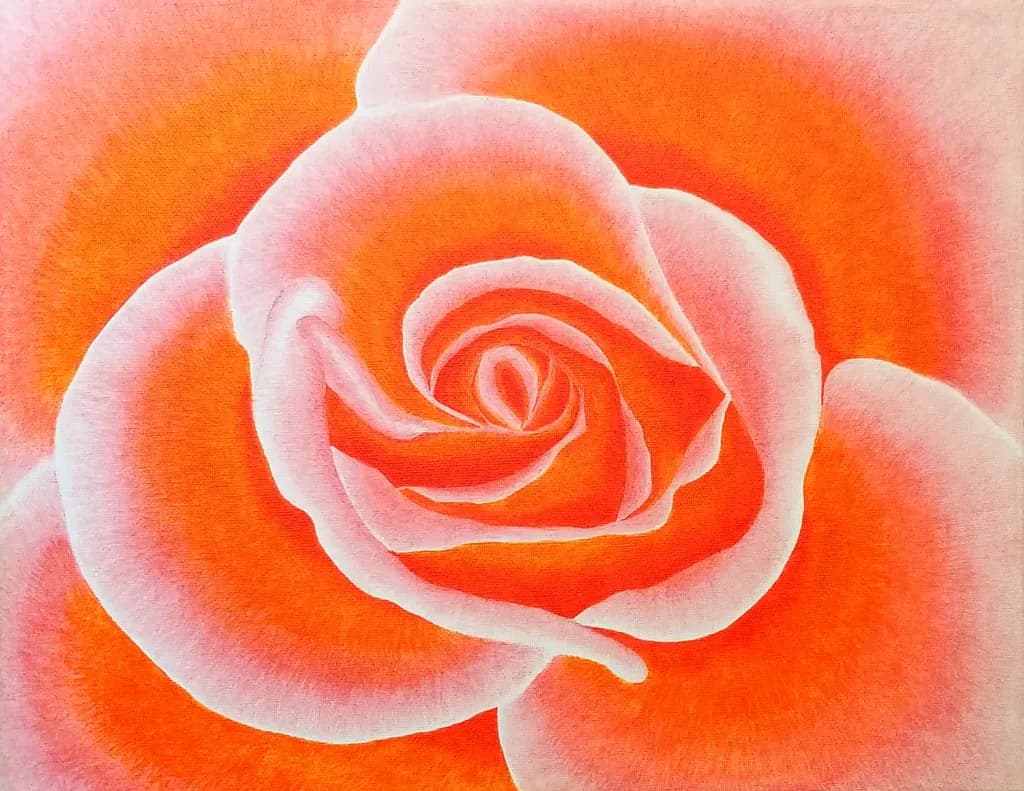 Radiant Rose