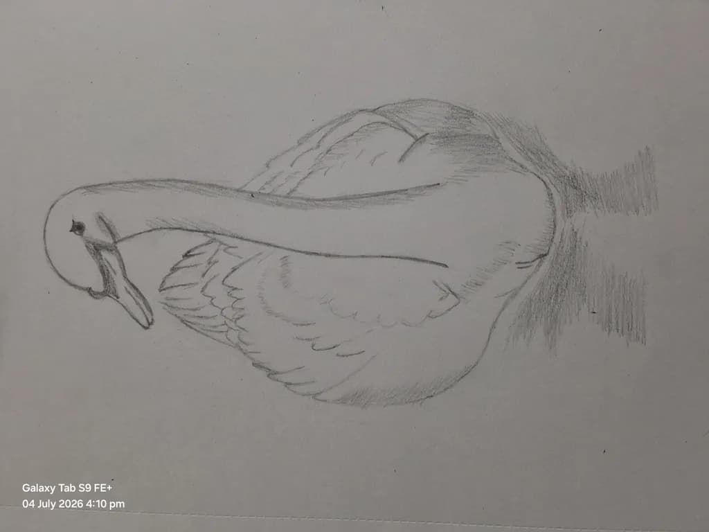 Graceful Swan Sketch