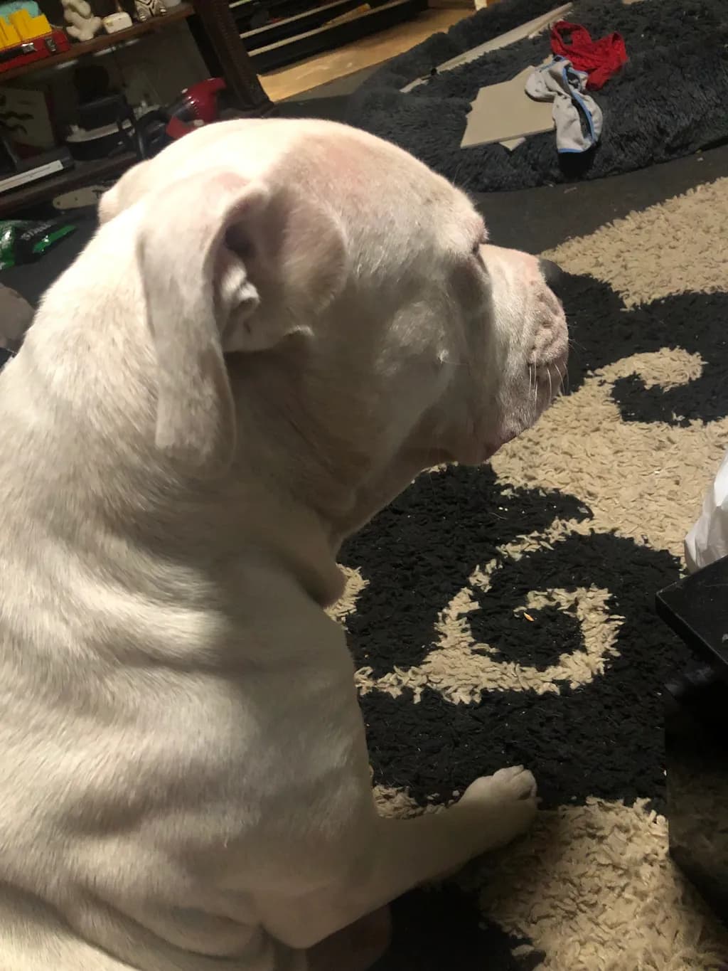 Contemplative Canine